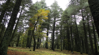 Incendies de forêts: L&rsquo;ANEF entame la publication quotidienne de cartes précises des zones à risque