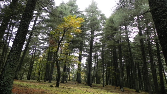 Incendies de forêts: L’ANEF entame la publication quotidienne de cartes précises des zones à risque