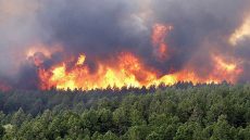 Incendies de forêts : risque “moyen” à “extrême”, dans plusieurs provinces (ANEF)