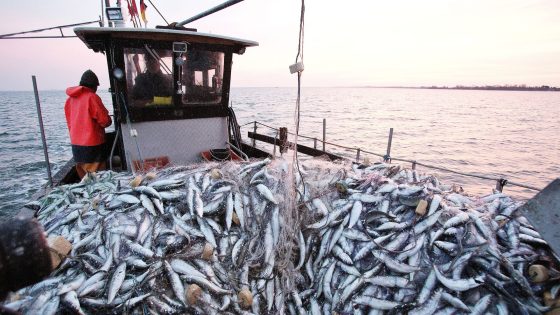 Port de Dakhla: Hausse remarquable des débarquements de la pêche à fin juillet 2024
