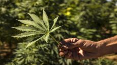 A farmer holds a cannabis leaf in a field in the village of Azila in Morocco's Ketama region at the foot of the marginalised and underdeveloped mountainous region of Rif, on September 16, 2022. - High in the hills of northern Morocco, vast cannabis fields are ready for harvest, but farmers complain that a government plan to market the crop legally is a slow burner. The marginalised region has long been a major source of illicit hashish smuggled to Europe while Moroccan authorities, wary of social unrest, have turned a blind eye. (Photo by FADEL SENNA / AFP)