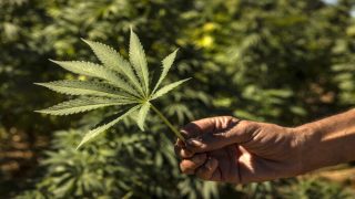 A farmer holds a cannabis leaf in a field in the village of Azila in Morocco's Ketama region at the foot of the marginalised and underdeveloped mountainous region of Rif, on September 16, 2022. - High in the hills of northern Morocco, vast cannabis fields are ready for harvest, but farmers complain that a government plan to market the crop legally is a slow burner. The marginalised region has long been a major source of illicit hashish smuggled to Europe while Moroccan authorities, wary of social unrest, have turned a blind eye. (Photo by FADEL SENNA / AFP)