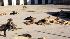 Au Maroc, vers une réduction durable du phénomène des chiens errants