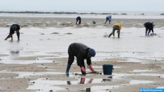 Essaouira : Interdiction de la récolte et la commercialisation des produits conchylicoles issus de la zone Oum Toyour-Chouika