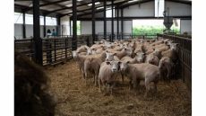 La fièvre catarrahale ovine se propage en France, 190 foyers recensés