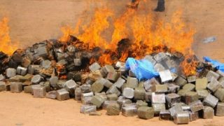 Essaouira: Incinération de plus de 10 tonnes de Chira