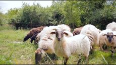 Le Brésil se félicite de l’autorisation d’exportation vers le Maroc des drêches de distillerie