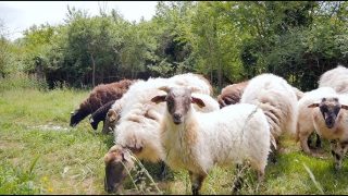 Le Brésil se félicite de l’autorisation d’exportation vers le Maroc des drêches de distillerie