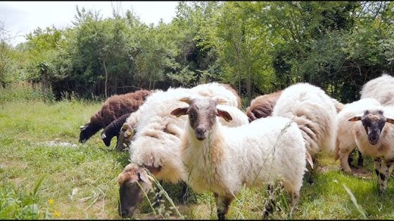Le Brésil se félicite de l’autorisation d’exportation vers le Maroc des drêches de distillerie
